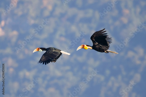 Closeup wreathed hornbill flying on sky (Male and female) Eye-level shot