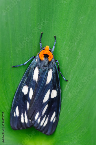 A moth(Macrobrochis gigas) on the leaf.
 photo