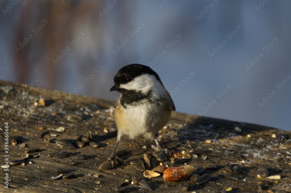 Obraz premium A Black-capped Chickadee having some Lunch