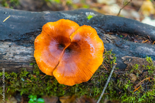 orange mushroom on a tree
