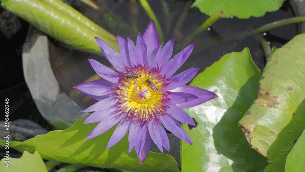 Vdo. Top view of purple Water Lily (Nymphaea) blossom blooming and many bees feeding on yellow nectar. Vdo. Top view of purple Water Lily (Nymphaea) blossom blooming and many bees feeding on yellow nectar.