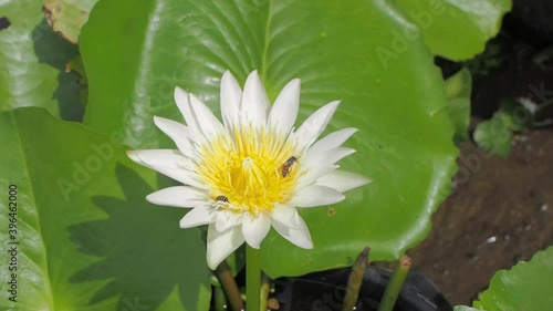 Vdo. Top view of white Water Lily (Nymphaea) blossom blooming and many bees feeding on yellow nectar.