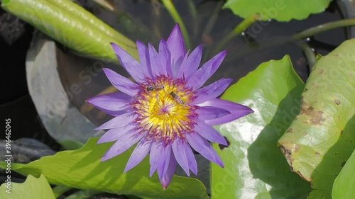 Vdo. Top view of purple Water Lily (Nymphaea) blossom blooming and many bees feeding on yellow nectar.