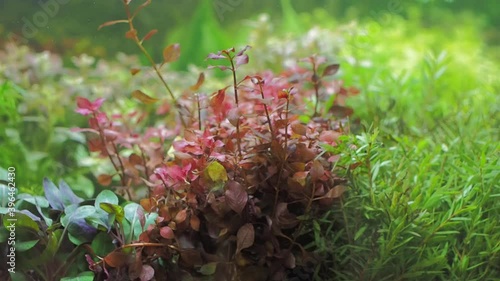 Vdo. view panning of red plant growing in glass fish tank aquarium.