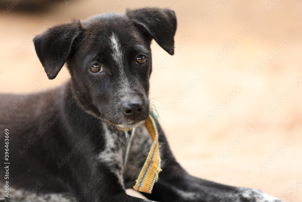 Cute puppy posing to camera