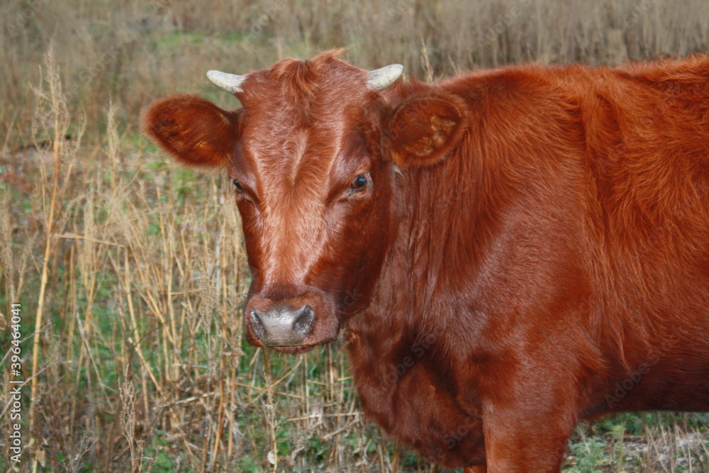 Young milk red cow on farm field pasture. Calf cute face, selective focus. Cow baby head on cattle farm for beef, milk bovine & dairy. Red brown angus cow at countryside - organic industry production Young milk red cow on farm field pasture. Calf cute face, selective focus. Cow baby head on cattle farm for beef, milk bovine & dairy. Red brown angus cow at countryside - organic industry production