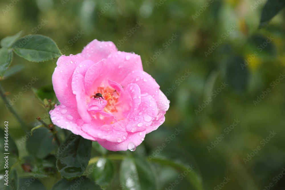 Beautiful pink rose flower in the garden	

