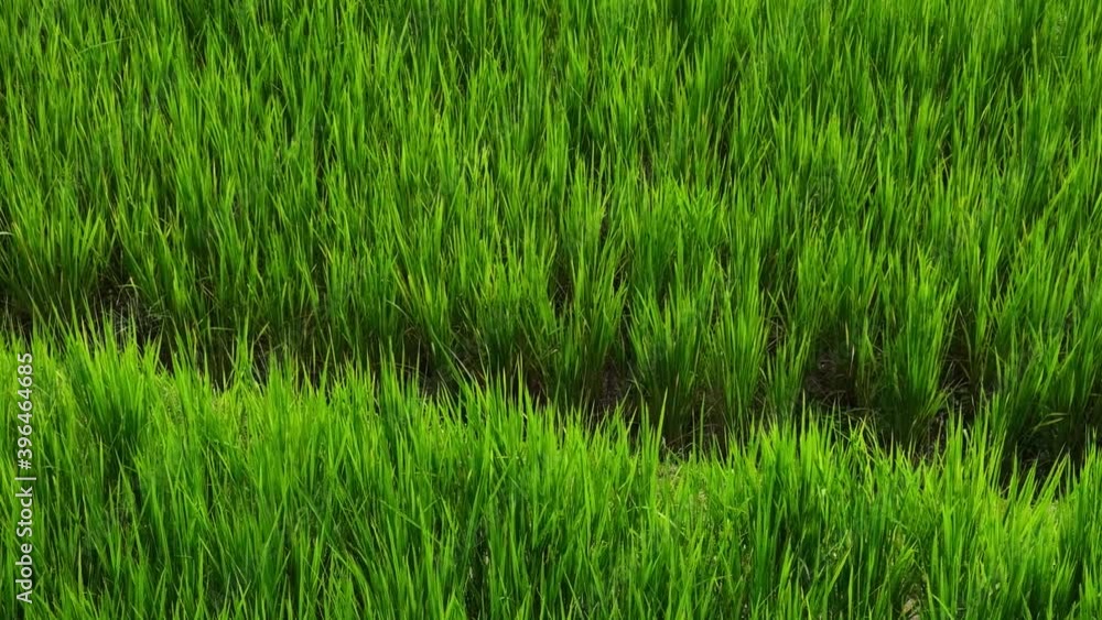 Fresh green Rice paddy fields. Organic farm agriculture concept. Fresh green Rice paddy fields. Organic farm agriculture concept.