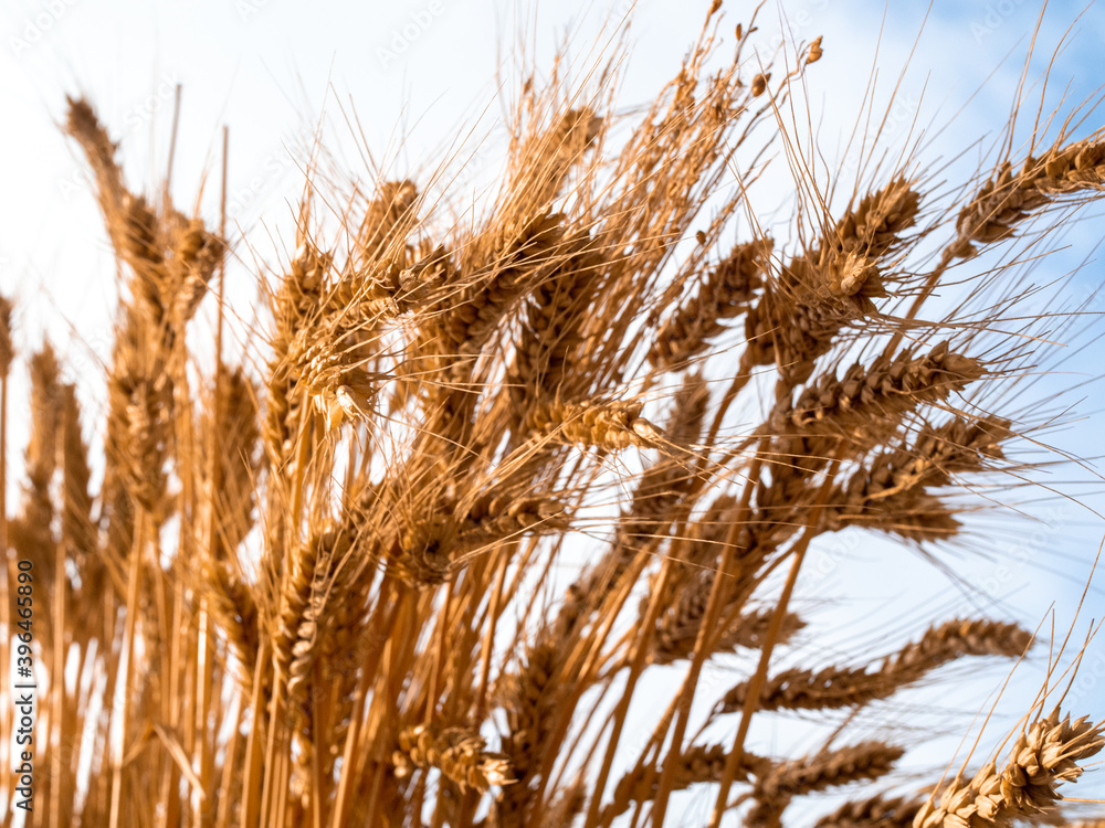 Fototapeta premium Bunch of golden wheat ears against blue sky