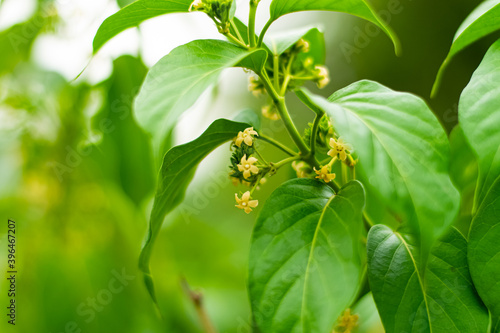 Gurmar medicinal tree