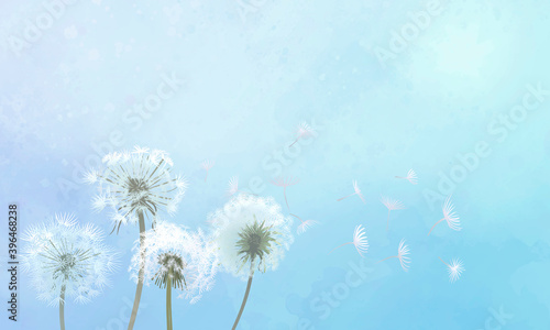 Fototapeta Naklejka Na Ścianę i Meble -  Hand drawn dandelions with a blue sky