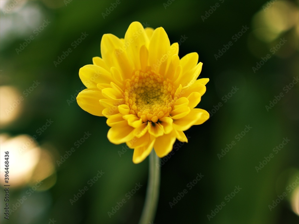 Yellow flower with sunshine of Chrysanthemum ,Singapore daisy with soft focus in garden and blurred background ,macro image ,sweet color for card design Yellow flower with sunshine of Chrysanthemum ,Singapore daisy with soft focus in garden and blurred background ,macro image ,sweet color for card design