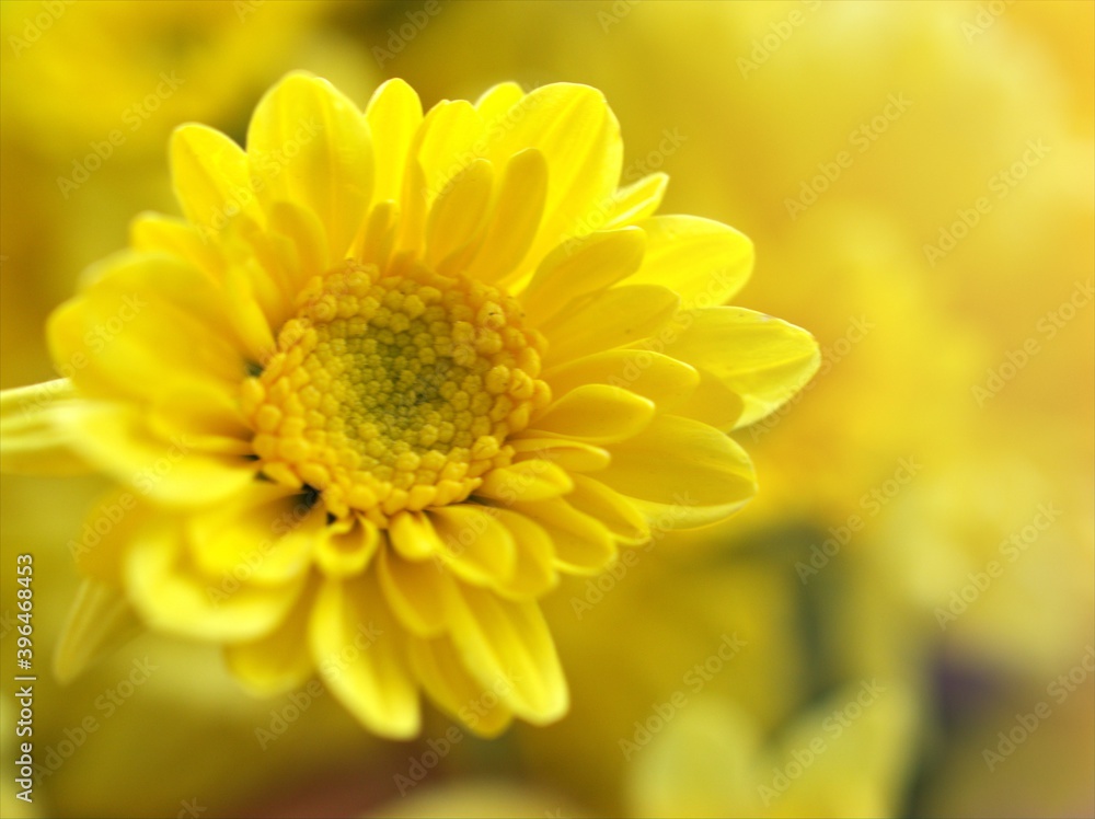 Yellow flower with sunshine of Chrysanthemum ,Singapore daisy with soft focus in garden and blurred background ,macro image ,sweet color for card design Yellow flower with sunshine of Chrysanthemum ,Singapore daisy with soft focus in garden and blurred background ,macro image ,sweet color for card design