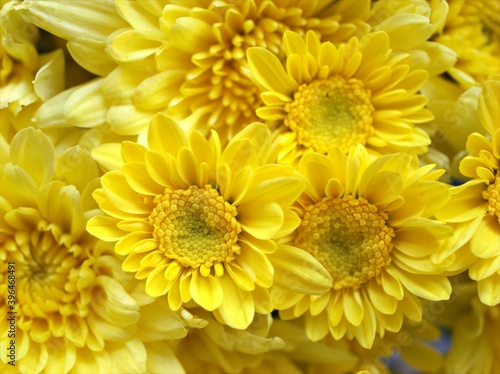 Yellow flower with sunshine of Chrysanthemum  Singapore daisy with soft focus in garden and blurred background  macro image  sweet color for card design