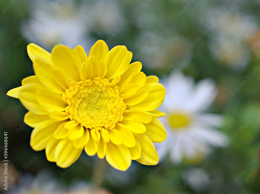Yellow flower with sunshine of Chrysanthemum ,Singapore daisy with soft focus in garden and blurred background ,macro image ,sweet color for card design Yellow flower with sunshine of Chrysanthemum ,Singapore daisy with soft focus in garden and blurred background ,macro image ,sweet color for card design