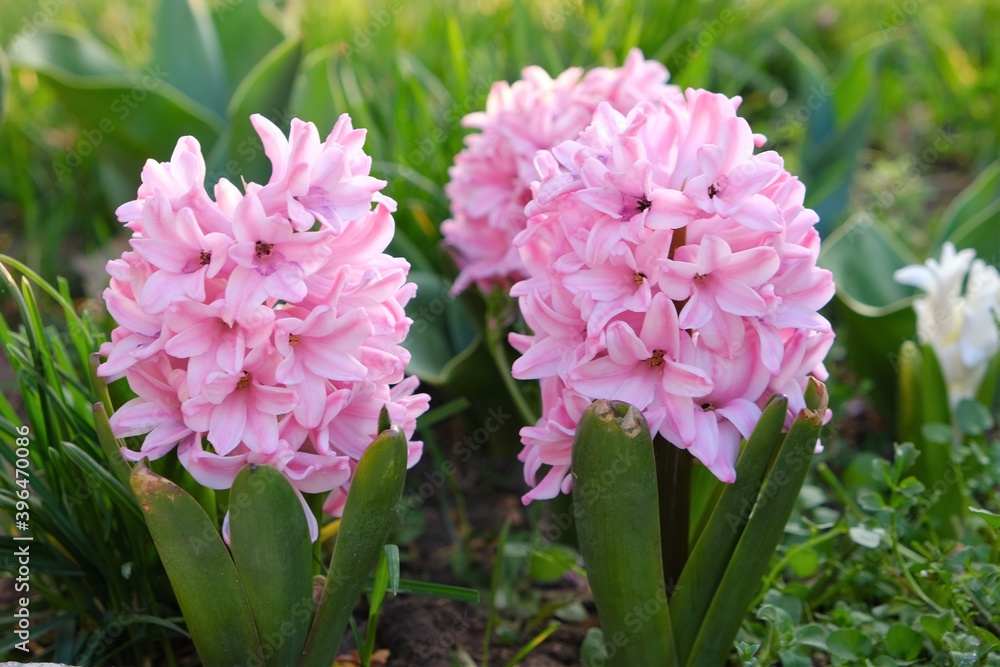 hyacinths flower. Spring Flowers in the Garden.Pink hyacinths on blurred green lawn background