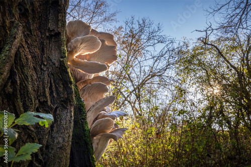 Edible mushroom Pleurotus ostreatus known as oyster mushroom photo