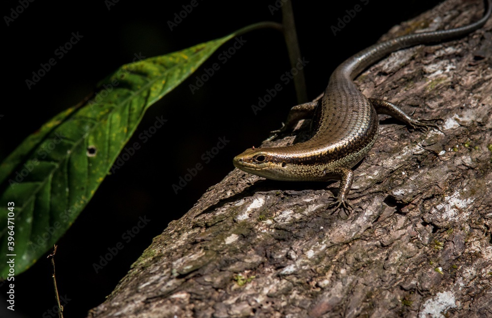 Obraz premium Guyane