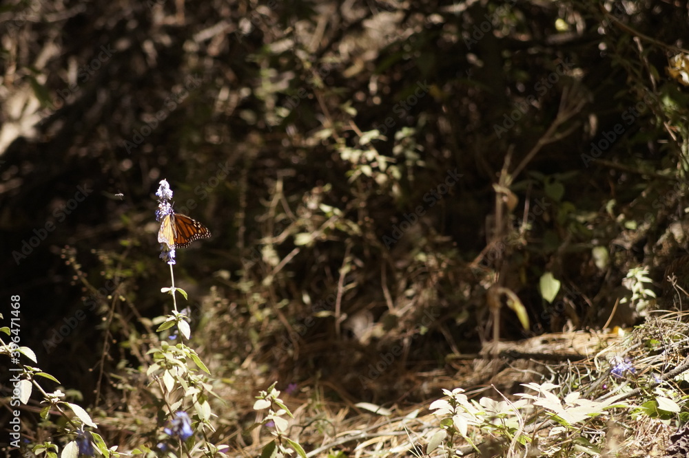 Fototapeta premium Mariposa Monarca