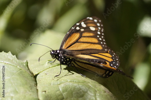 Mariposa Monarca © solracsantiago