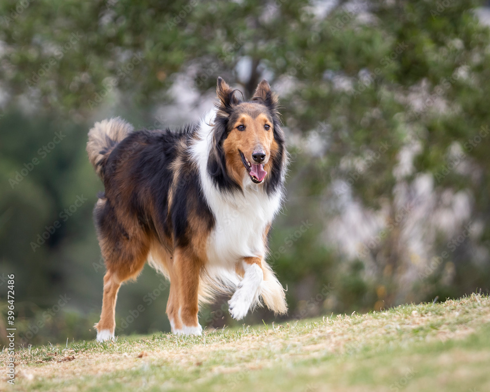 happy rough collie purebred dog walking in nature