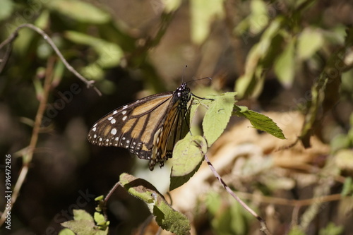 Mariposa Monarca