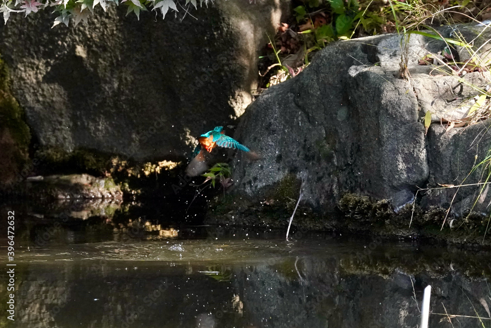 common kingfisher is in the forest common kingfisher is in the forest