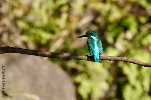 common kingfisher is in the forest © Matthewadobe