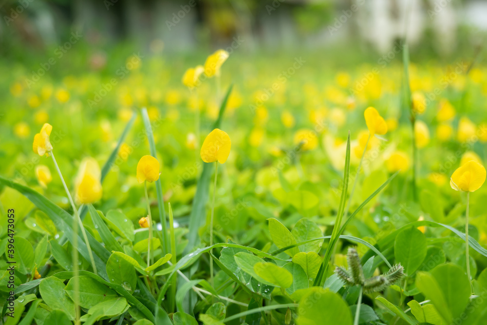 Pinto peanut flowers blooming with green leaves on the ground. Tiny yellow flowers in the garden. (Arachis pintoi)