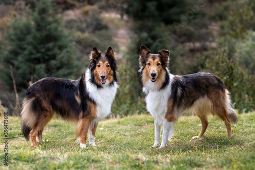 two beautiful long haired rough collie dogs in nature setting