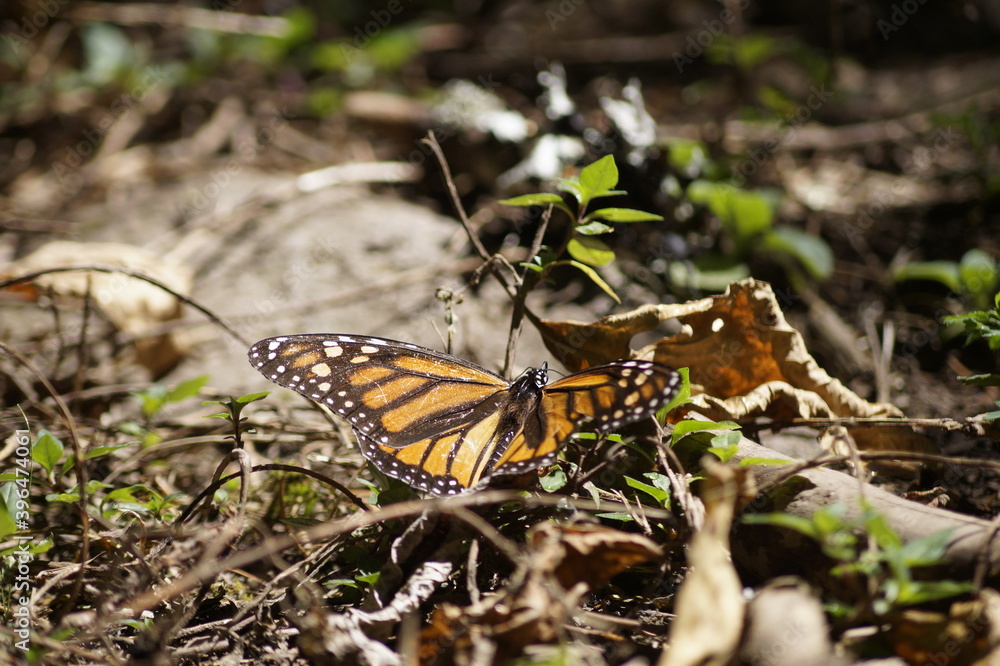 Mariposas Monarca