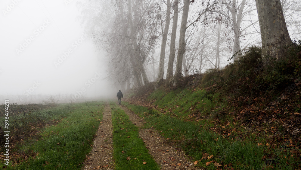 Leafless trees in autumn with a man walking through the fog. Rural landscape. Leafless trees in autumn with a man walking through the fog. Rural landscape.