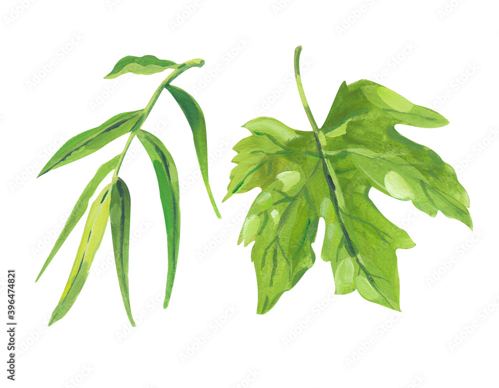 Set of gouache or acrilic realistic green maple and willow leaves Set of gouache or acrilic realistic green maple and willow leaves