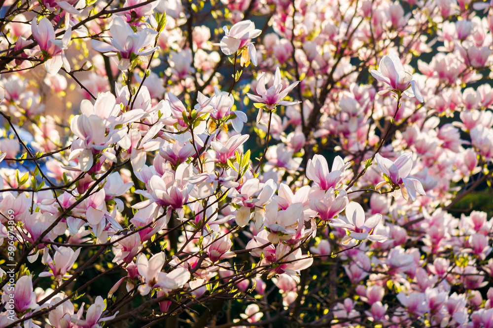 pink magnolia blossoms in morning light. beautiful nature background in springtime. bright sunny day. harmony concept pink magnolia blossoms in morning light. beautiful nature background in springtime. bright sunny day. harmony concept