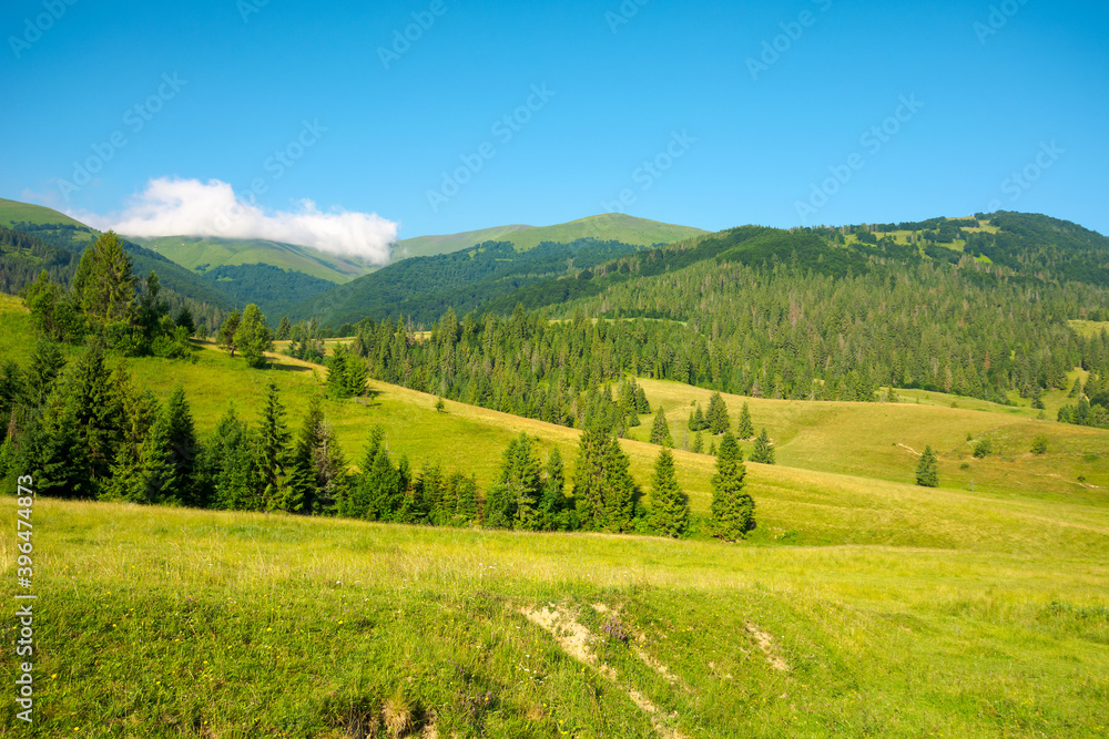mountainous countryside in summertime. grassy field in front on the forest on rolling hills at the foot on the mountain range with alpine meadow beneath a blue sky with clouds