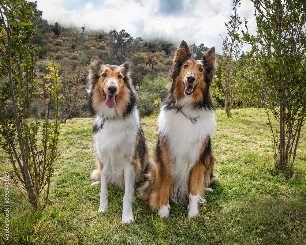 two beautiful long haired rough collie dogs in nature setting two beautiful long haired rough collie dogs in nature setting