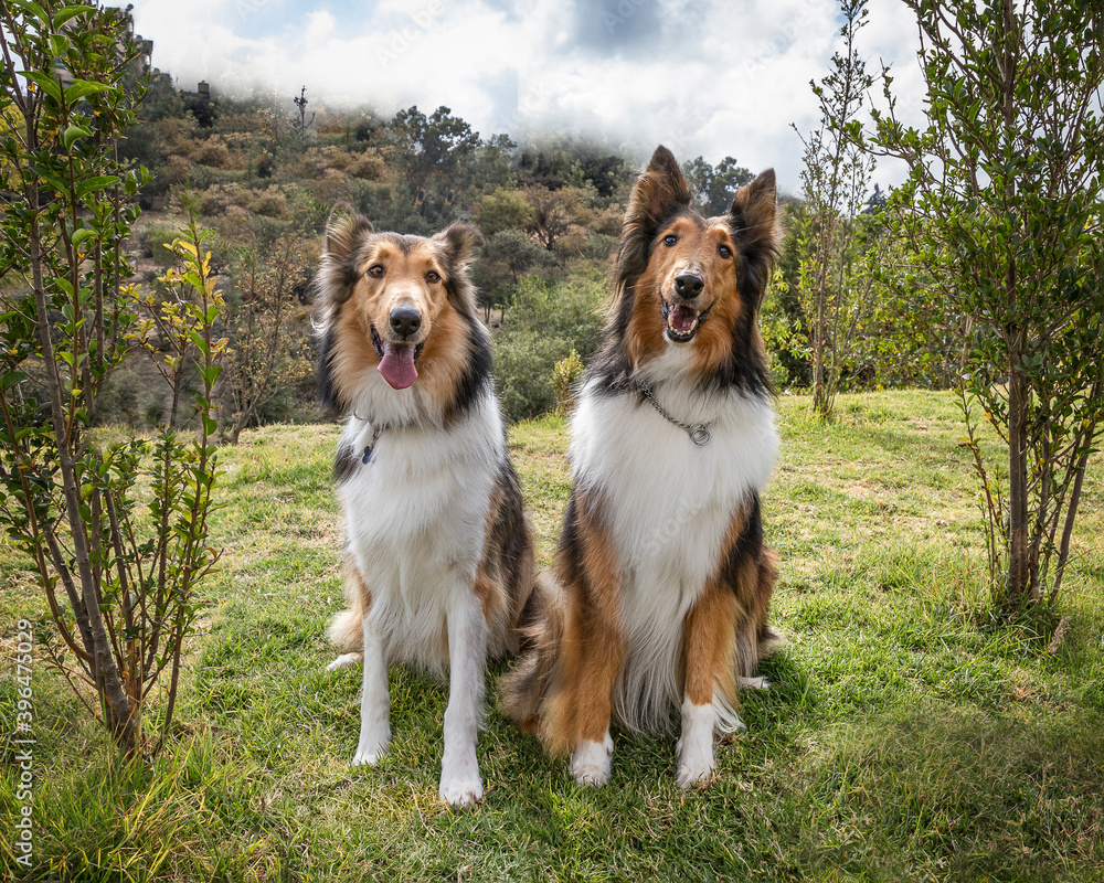 two beautiful long haired rough collie dogs in nature setting