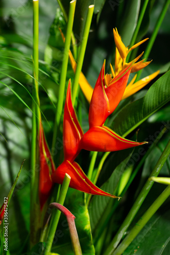 Beautiful and fresh Heliconia Bihai photo