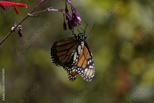 Mariposas Monarca © solracsantiago