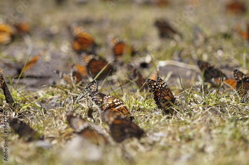 Mariposas Monarca