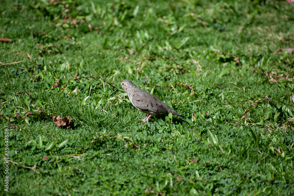 A single small grayish brown common ground dove standing alone in a field of blurred green grass. The bird shows a side view with beak, one eye, wing and tail. A single small grayish brown common ground dove standing alone in a field of blurred green grass. The bird shows a side view with beak, one eye, wing and tail.