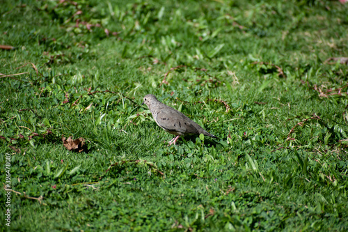 A single small grayish brown common ground dove standing alone in a field of blurred green grass. The bird shows a side view with beak, one eye, wing and tail.