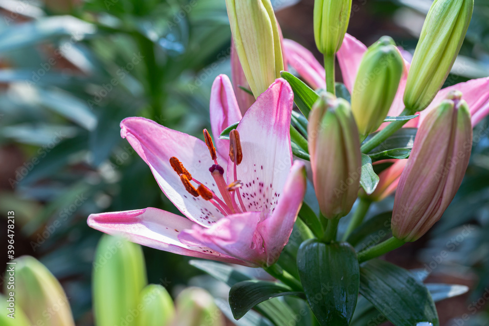 Obraz premium Asiatic lily or Asiatic lilies flower in garden.