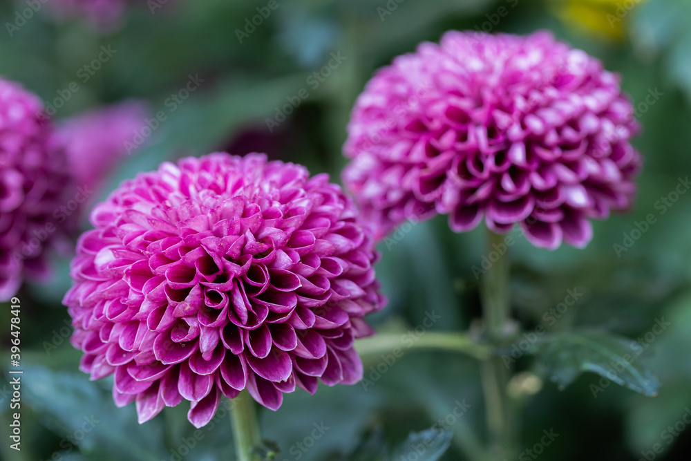 Pompom chrysanthemums flower in the garden Pompom chrysanthemums flower in the garden