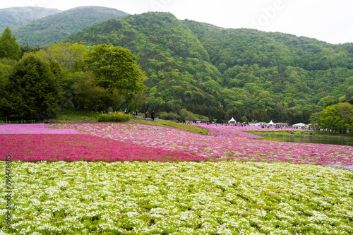 shibasakura photo