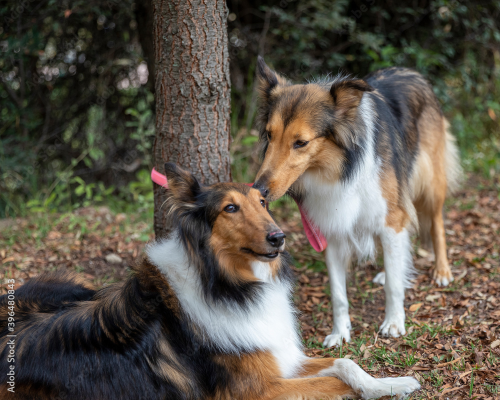 two beautiful long haired rough collie dogs in nature setting two beautiful long haired rough collie dogs in nature setting