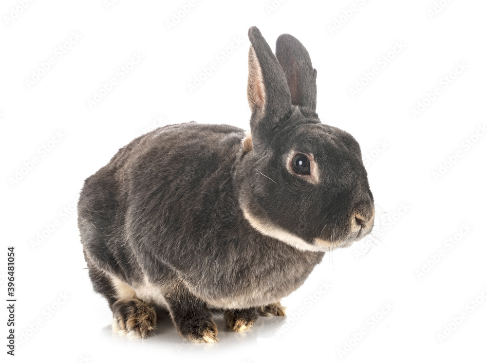 Obraz premium rex rabbit in studio