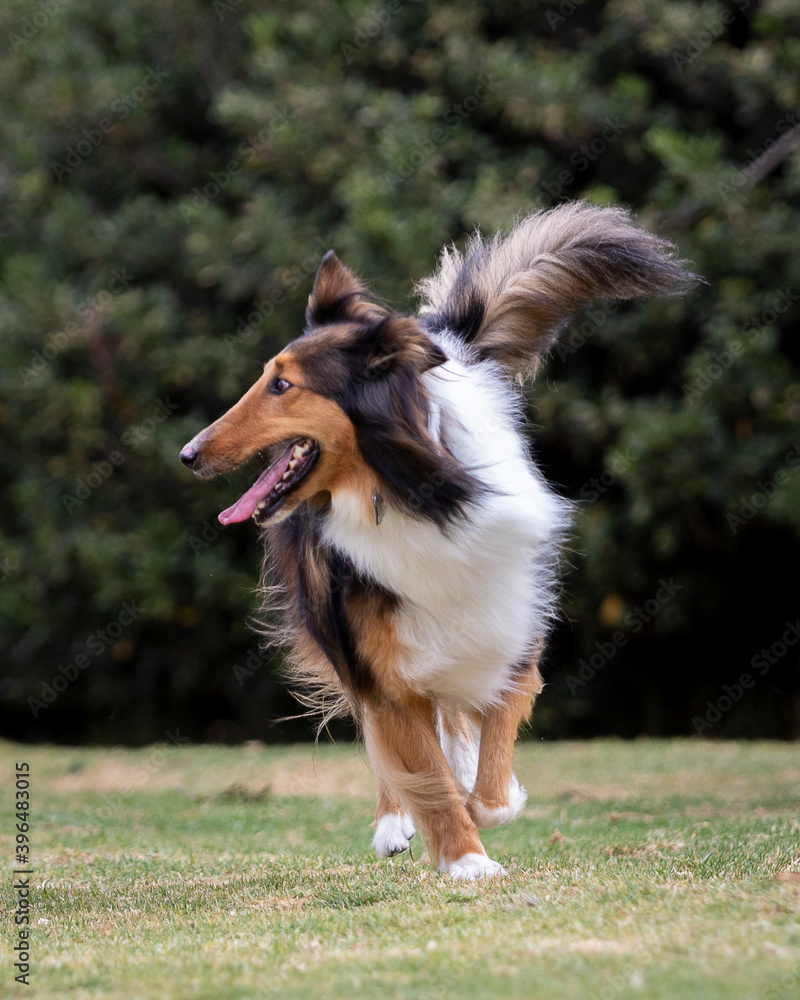 happy rough collie purebred dog walking in nature happy rough collie purebred dog walking in nature