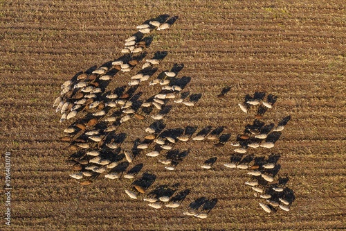 Cuadro en lienzo sheep in a plowed field taken from a height