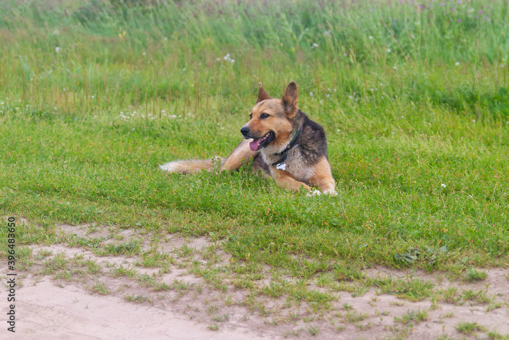 A German shepherd dog is lying on the green grass in a meadow. The dog stuck out its tongue.